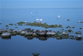 Fåglar i Böda Hamn